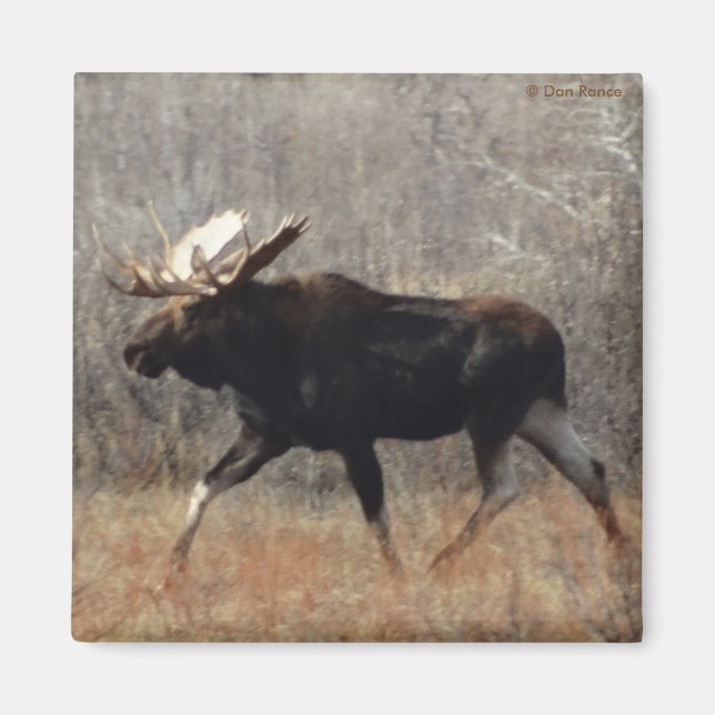 Imán M10 Bull Moose (Frente)