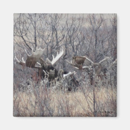 Imán M9 Bull Moose Laying