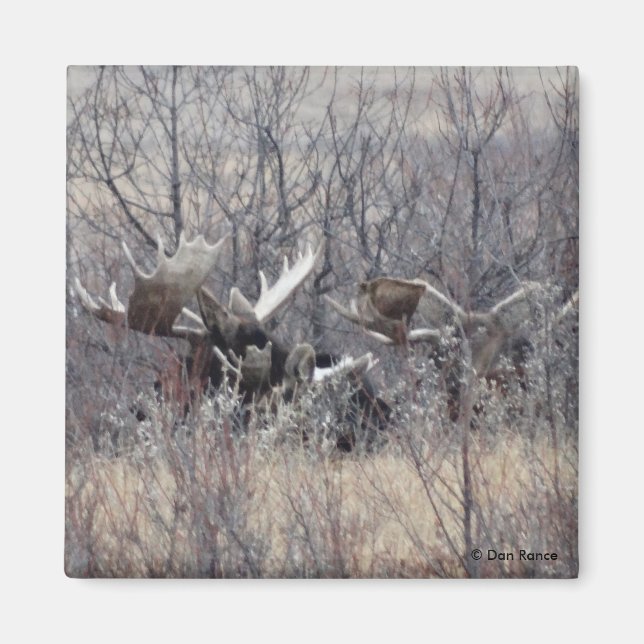 Imán M9 Bull Moose Laying (Frente)