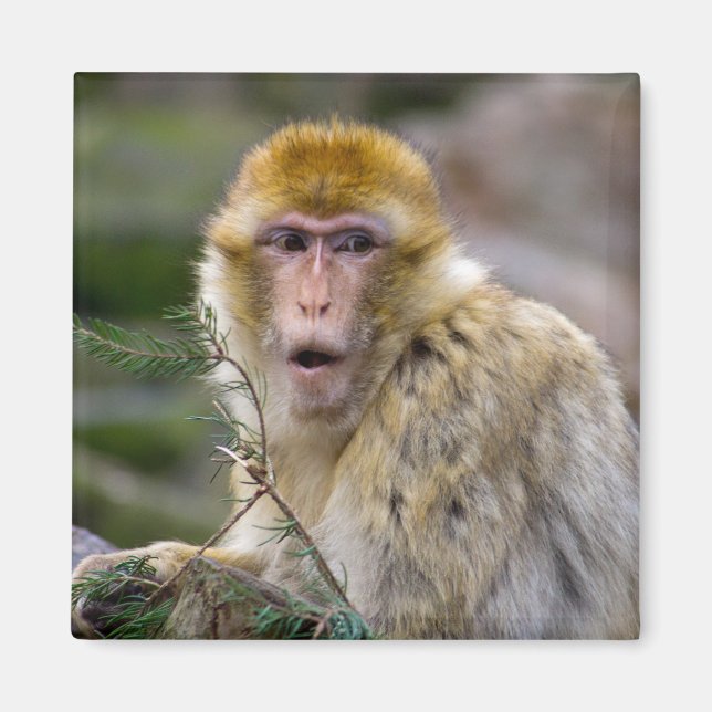 Imán Macaca sylvanus (Frente)