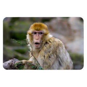 Imán Macaca sylvanus