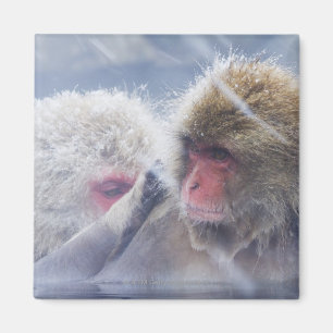 Imán Macacos japoneses (Macaca fuscata) en crecimiento