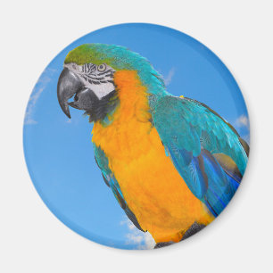 Imán Macao azul y amarillo