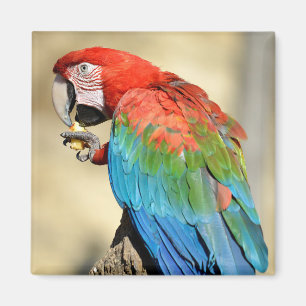 Imán Macaw de ala verde en percha
