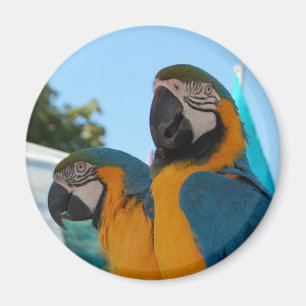 Imán Macaw del azul y del oro