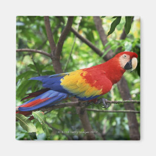 Imán Macaw del escarlata en el miembro de árbol