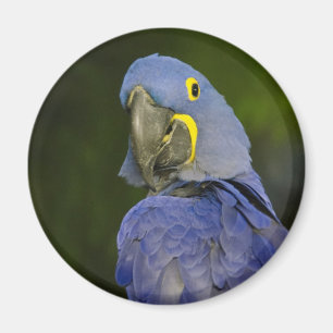 Imán Macaw del jacinto