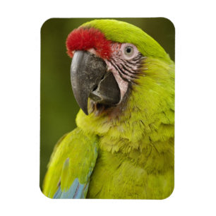 Imán Macaw Militar