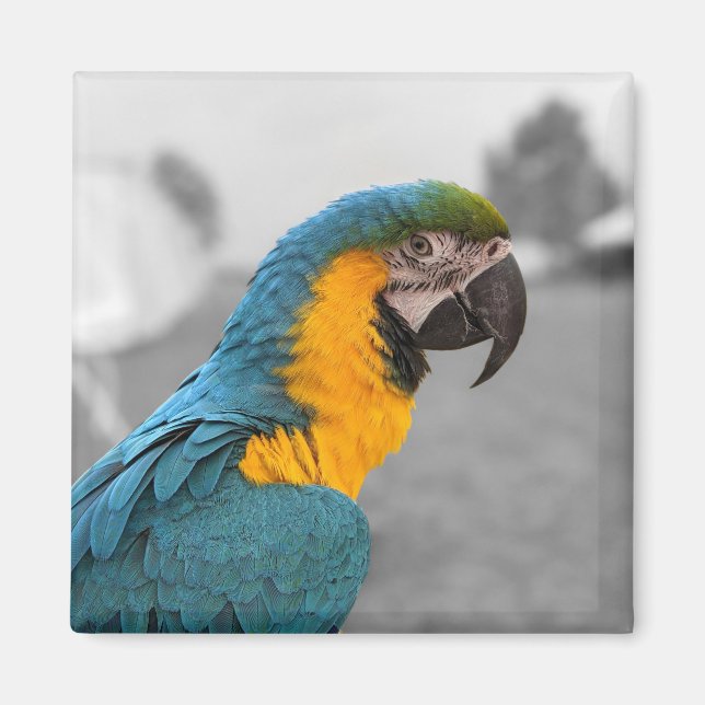 Imán Macaw Parrot (Frente)