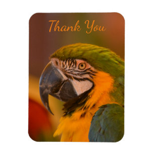 Imán Macaw Parrot Gracias