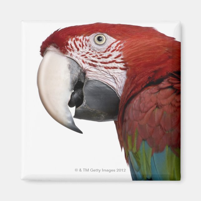 Imán Macaw rojo y verde - Ara cloropterus (Frente)