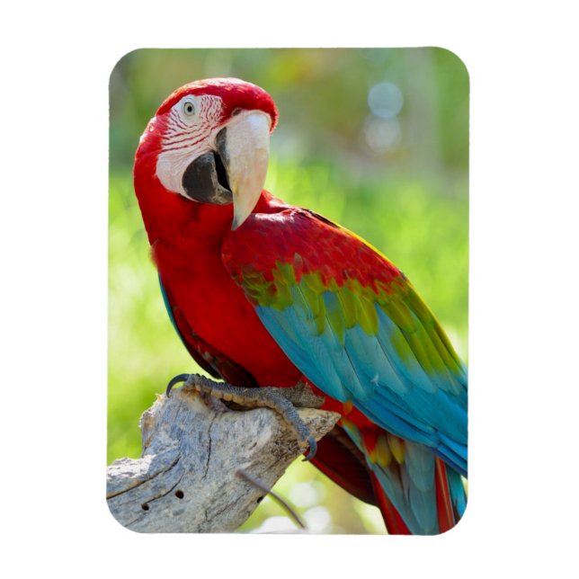 Imán Macaw sentado en una rama (Vertical)