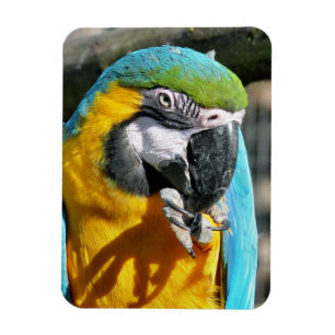 IMÁN MACAWS