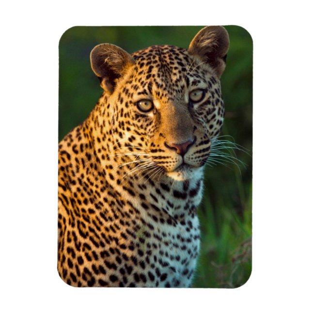 Imán Macho de leopardo (Panthera Pardus) cachorro adult (Vertical)
