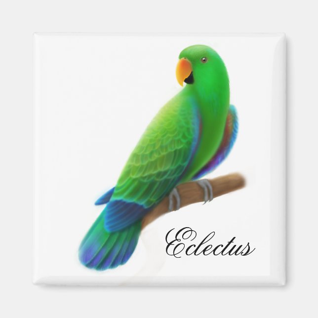 Imán Macho Eclectus Parrot Magnet (Frente)