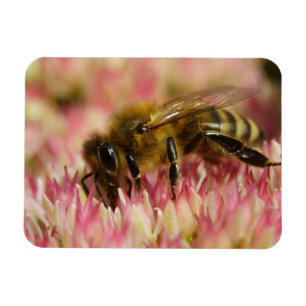 Imán Macro de Abeja de Miel Occidental