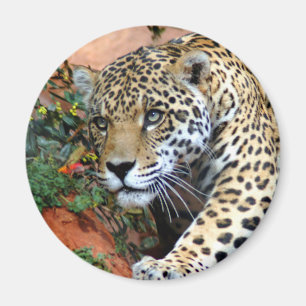 Imán Macro de Stalking Leopard