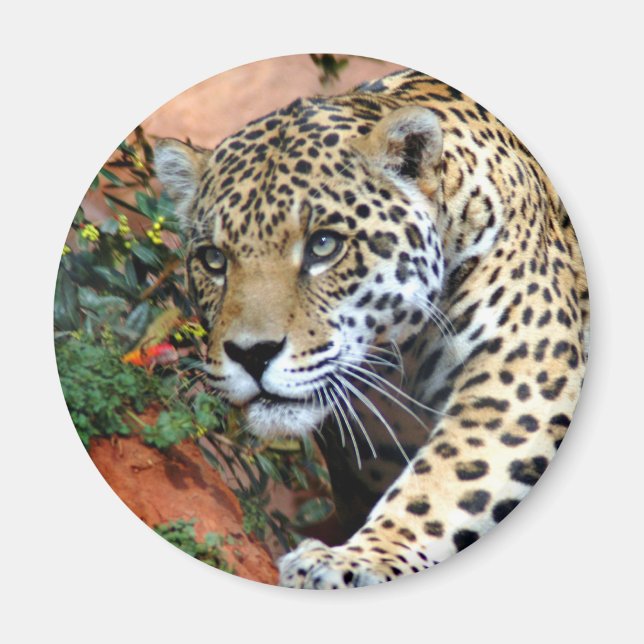 Imán Macro de Stalking Leopard (Frente)
