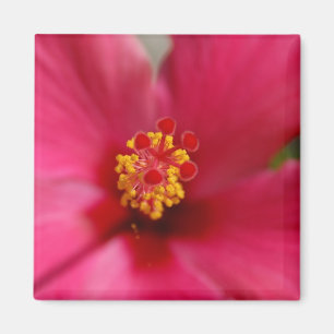 Imán macro del hibisco