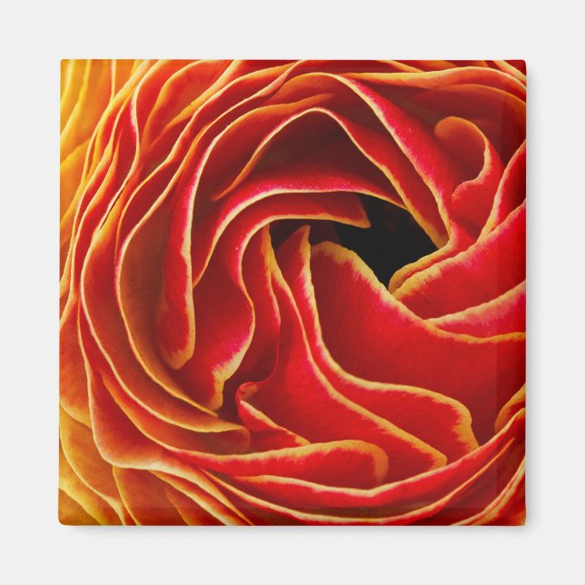 Imán Macro Flor | Campos de Flores Carlsbad, CA (Frente)