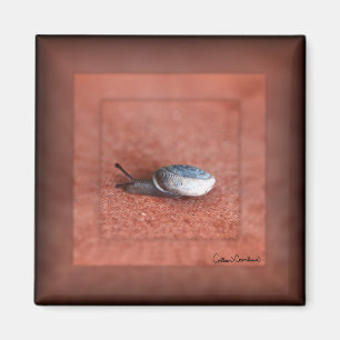 Imán Macro Fotografía de Caracol en Terracota