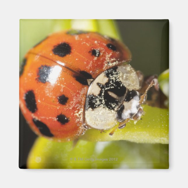 Imán Macro; Horizontal; Color; Color; Color; Nadie 2 (Frente)