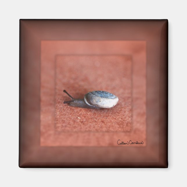 Imán Macrofotografía del caracol en Terracota (Frente)