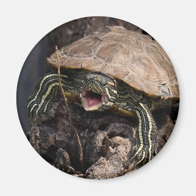 Imán Mad Turtle Magnet (Frente)