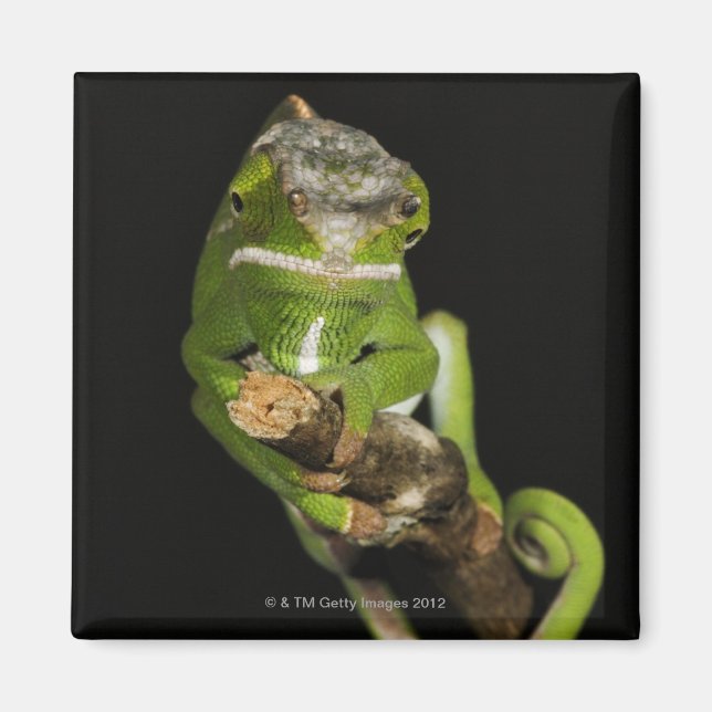 Imán Madagascar (Frente)