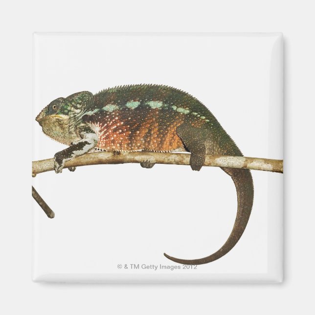 Imán Madagascar 2 (Frente)