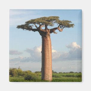 Imán Madagascar: El baobab del grandioso