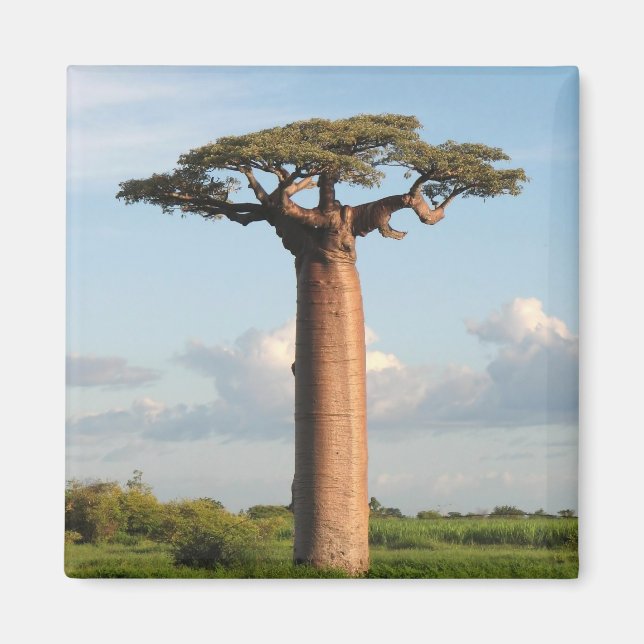 Imán Madagascar: El baobab del grandioso (Frente)