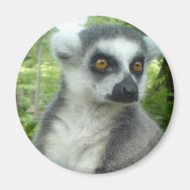 Imán Madagascar Lemur Round Magnet (Frente)