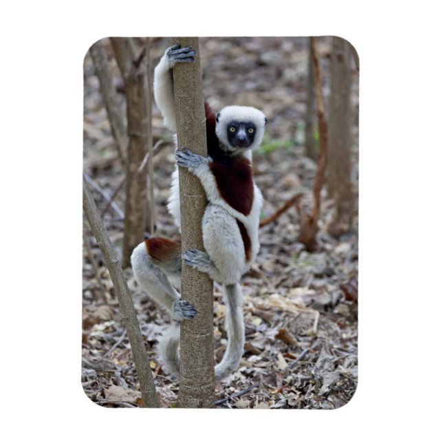 Imán Madagascar, Reserva Ankarafantsika; Ampijoroa; (Vertical)