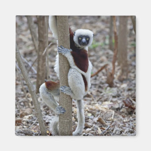 Imán Madagascar, Reserva Ankarafantsika; Ampijoroa;