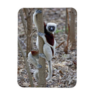 Imán Madagascar, Reserva de Ankarafantsika; Ampijoroa;