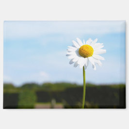 Imán Madelief rechtop geisoleerd in de natuur.