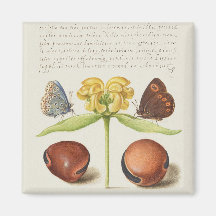 Maderas, salvia de Jerusalén y caligrafía de los f