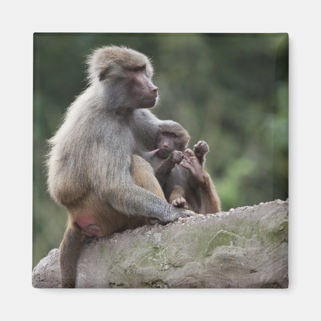 Imán Madre de Baboon enfermería a su joven (Frente)