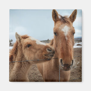 Imán Madre de caballo y de pie