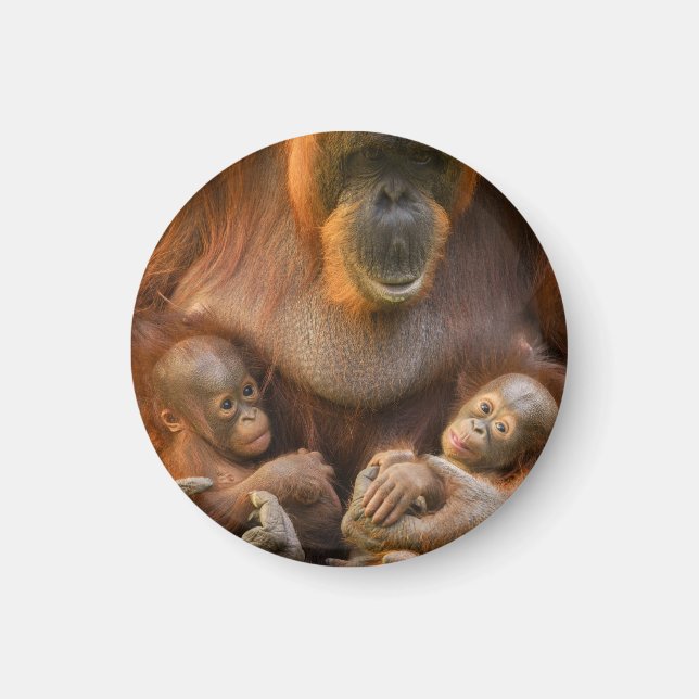 Imán Madre de Orangutan sosteniendo dos bebés (Frente)