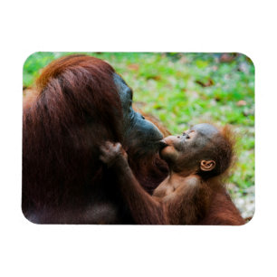 Imán Madre de orangután y bebé