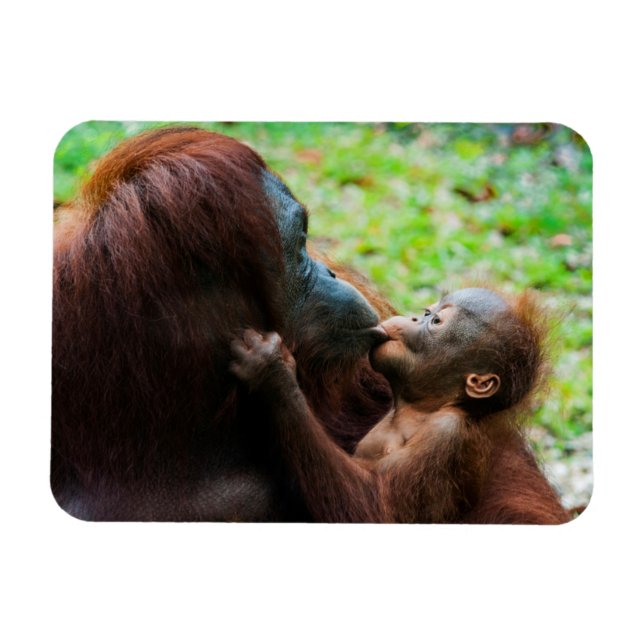 Imán Madre de orangután y bebé (Horizontal)