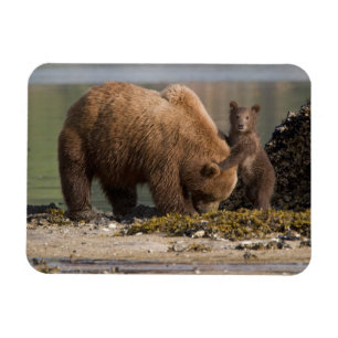 Imán Madre de oso grizzly con cría en una playa