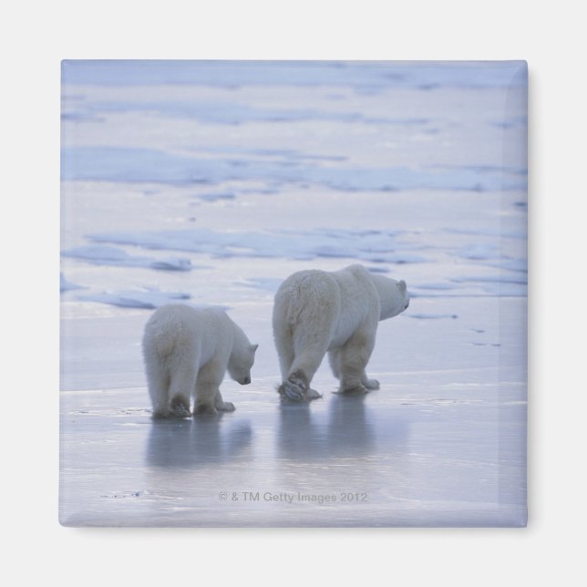 Imán Madre de oso polar y cachorro (Frente)
