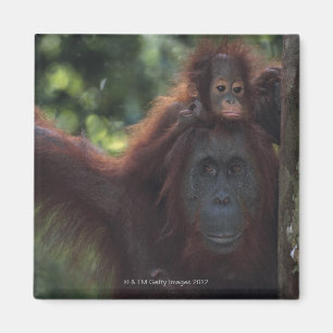 Imán Madre del orangután con el bebé