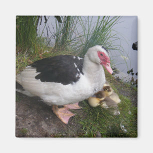 Imán Madre del pato de Muscovy con los anadones