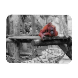 Imán Madre e hijo de Orangutan