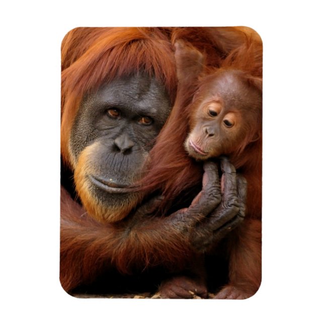 Imán Madre e hijo Orangutan (Vertical)