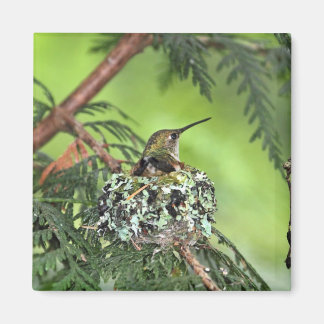 Imán Madre Hummingbird en el nido